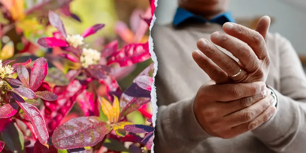 Erva brasileira ancestral revela poder surpreendente no combate à artrite