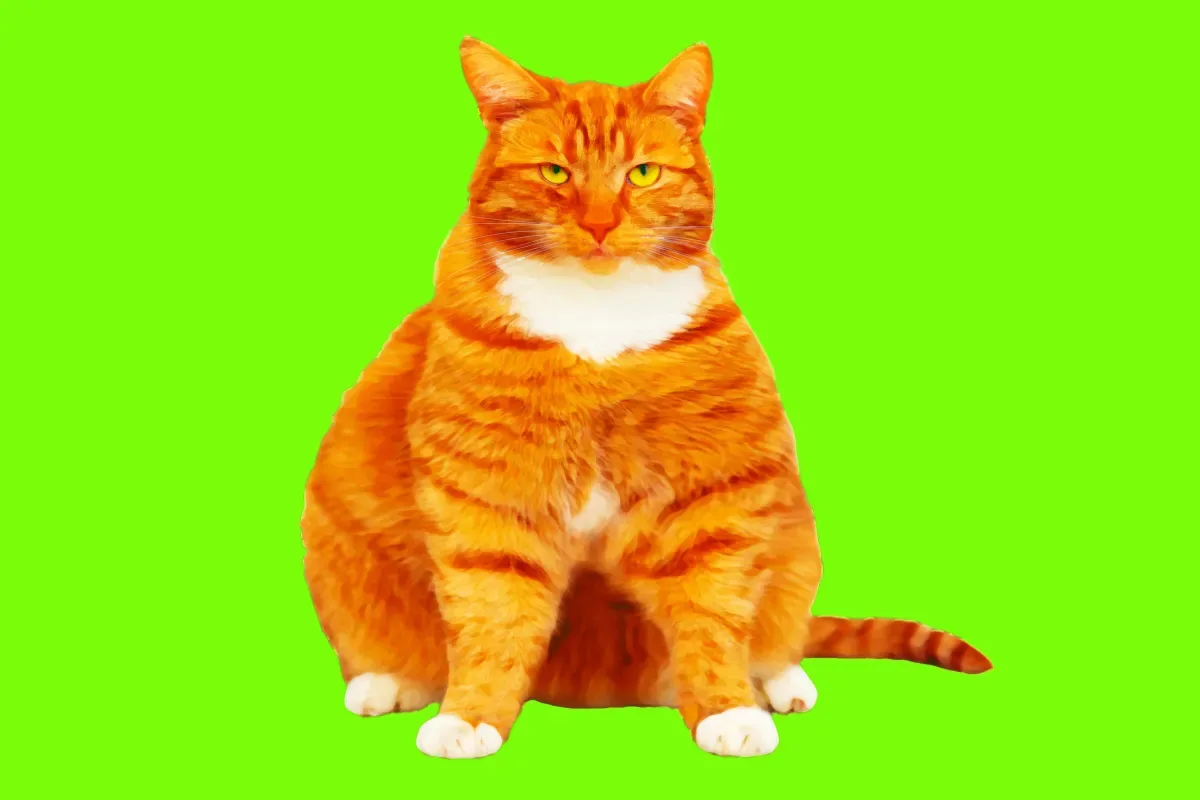 Scientifiques testent GLP-1 sur chiens et chats obèses