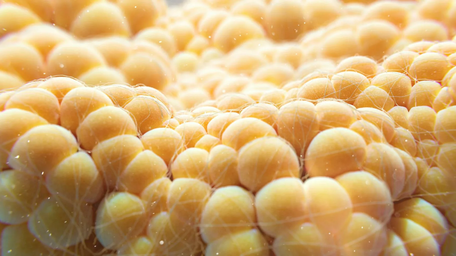 Las células grasas queman energía para generar calor: la próxima frontera en la pérdida de peso