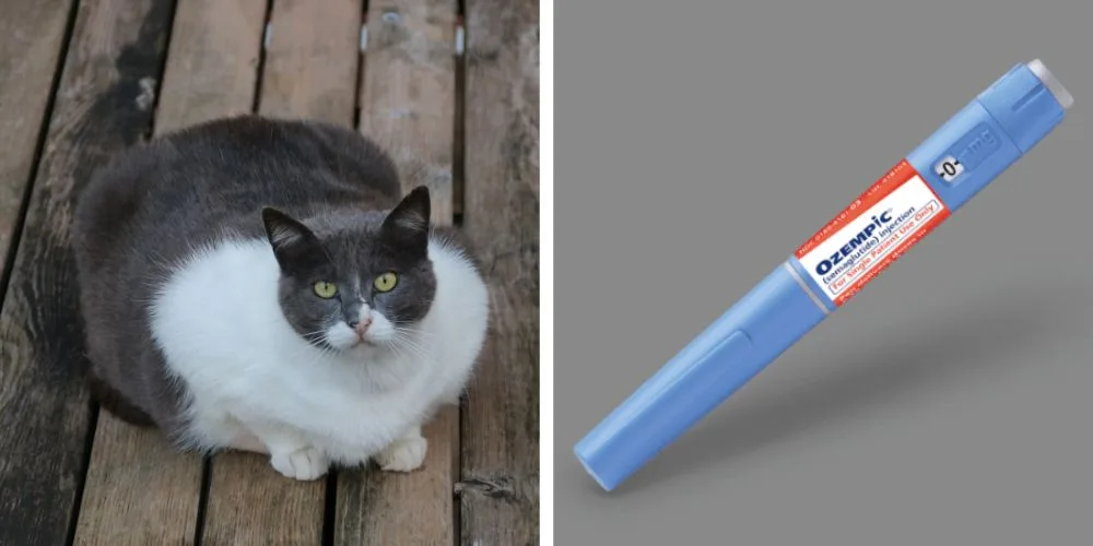 Farmaco simile a Ozempic ora testato su gatti sovrappeso