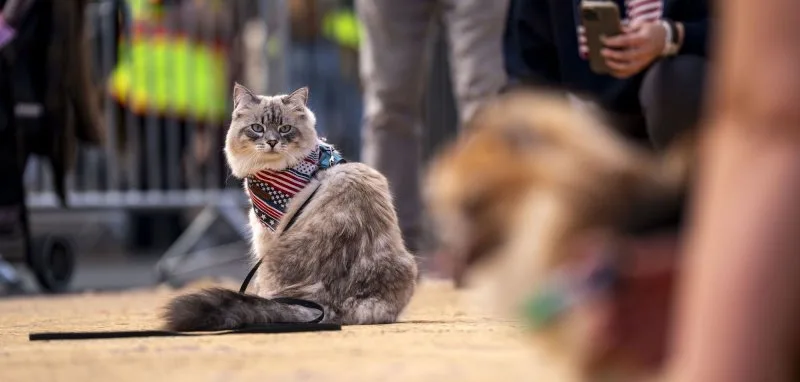 Implant GLP-1 testowany u otyłych zwierząt domowych