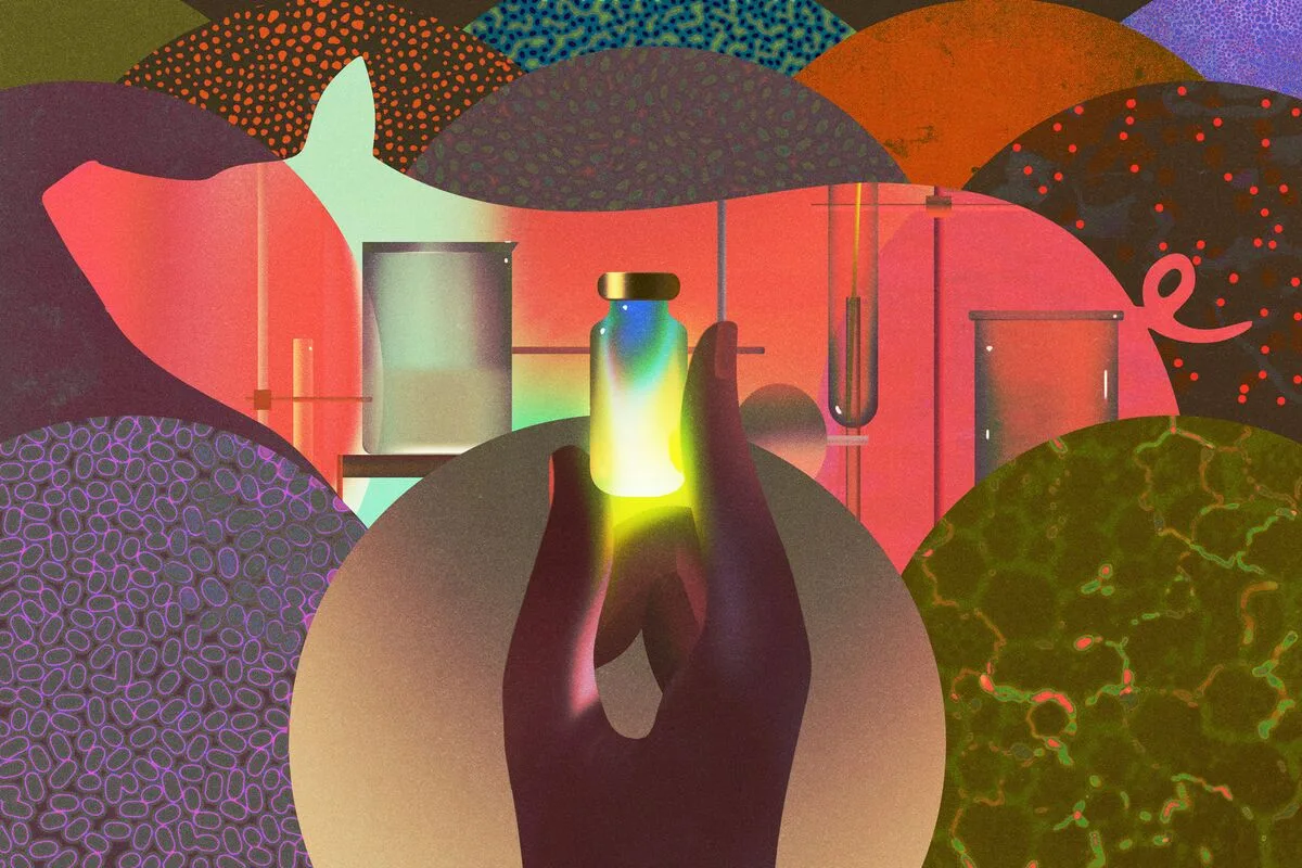 Minipigi za 3000 USD napędzające rozwój leków w Europie