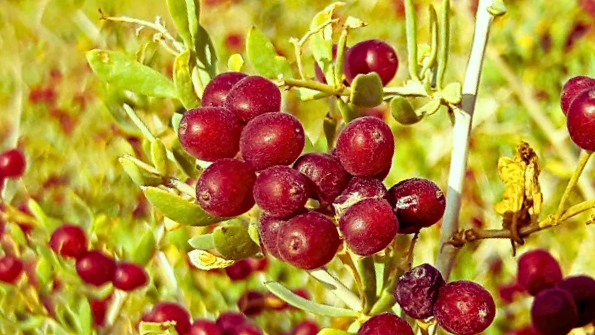 Ancient Chinese Medicine Berry Enhances Fat Metabolism in Mice with Diabetes