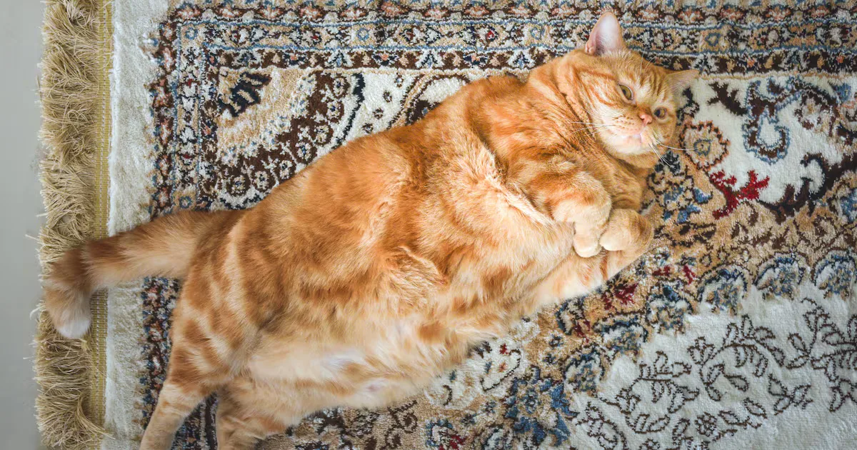 Can Overweight Pets Use Ozempic? UAE Vets Weigh In as Trial Begins