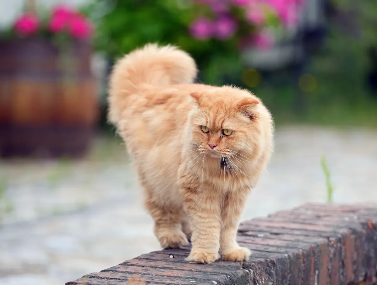 MEOW-1 Trial Begins: Key Facts About the "Cat Ozempic"