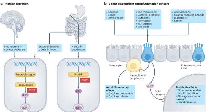Agonistes GLP-1 et thérapies hormonales métaboliques pour la MRC