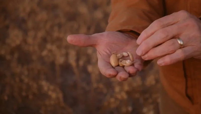A Revolução da Proteína: GLP-1 e a Agricultura